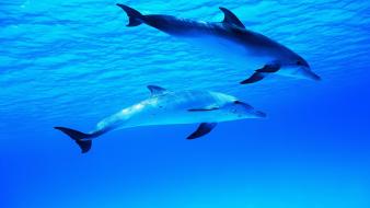 Dolphin in blue ocean wallpaper