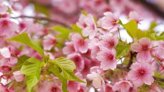 Flowers nature pink