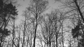 Grayscale nature trees wallpaper