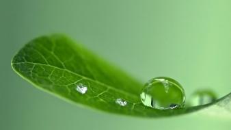 Natural water drops wallpaper