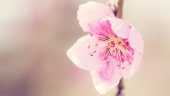 Pink cherry blossom wallpaper