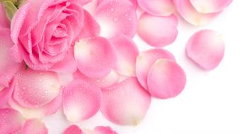 Pink rose petals