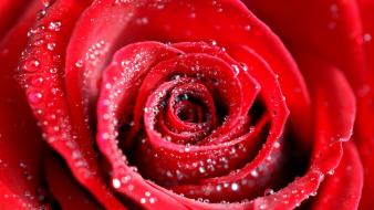Red rose water drops wallpaper