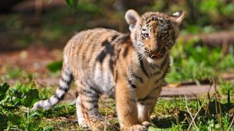 Tiger cub pictures wallpaper