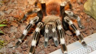 Animals arachnids spiders