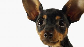 Animals dogs miniature pinscher wallpaper