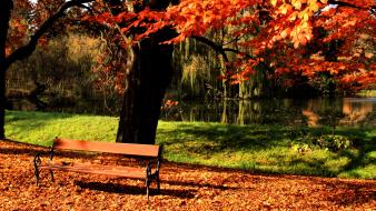 Autumn bench fallen leaves trees wallpaper