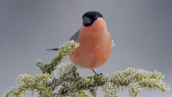 Finches birds bullfinch frost wallpaper