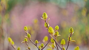 Flora blurred background bokeh branches depth of field wallpaper