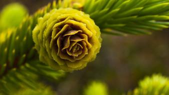 Hdr photography depth of field macro nature pinecones wallpaper