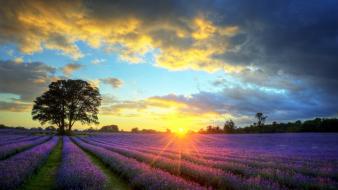Lavender field sunset wallpaper