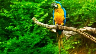 Macaw parrot wallpaper