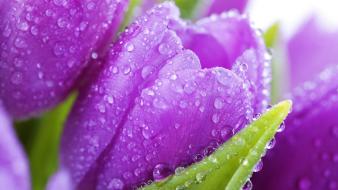 Purple flowers wet drops wallpaper