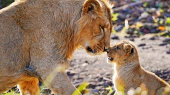 Affection animals baby cubs lions wallpaper