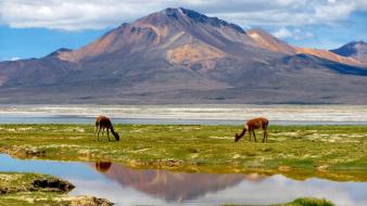 Andes biosphere reserve chile animals wallpaper