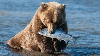 Animals bears brown fish wild wallpaper