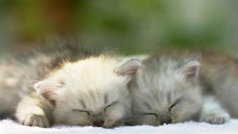 Animals cats kittens sleeping wallpaper