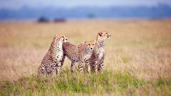 Animals cheetahs family savanna wild wallpaper