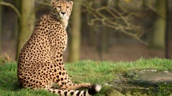 Animals cheetahs nature panthers speed wallpaper
