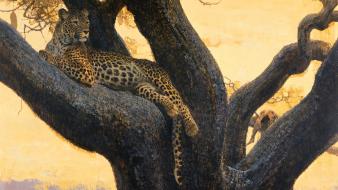 Animals leopards trees wallpaper