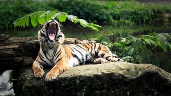 Animals roar tigers wild wallpaper