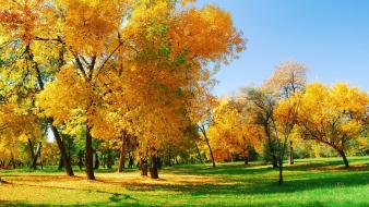 Autumn golden landscapes nature trees wallpaper
