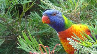 Birds parrots rainbow lorikeet wallpaper