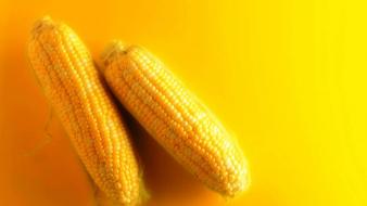 Corn food vegetables yellow background wallpaper