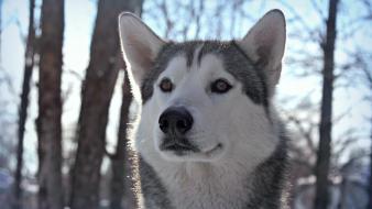 Documentary siberian husky animals dogs forests wallpaper