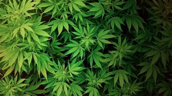 Drugs grass green leaves marijuana wallpaper