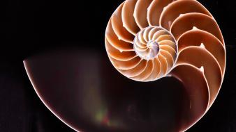 Fibonacci golden ratio nautilus shells spirals wallpaper
