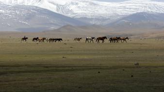 Mongolia steppe animals hills horses wallpaper