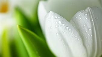 White tulip flower wallpaper