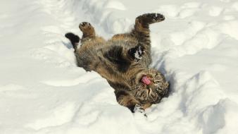 Animals cats snow wallpaper