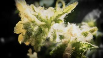 Buds drugs marijuana plants weeds wallpaper