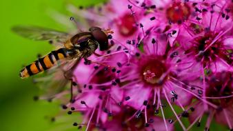 Close-up flowers insects nature pink