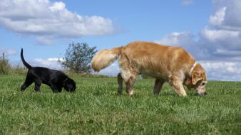 Labrador retriever animals dogs golden nature wallpaper