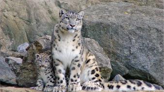 Animals baby leopards nature rocks wallpaper