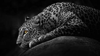 Animals black and white leopards selective coloring wildlife wallpaper