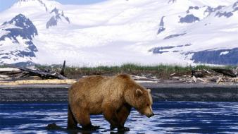 Animals brown bears winter wallpaper