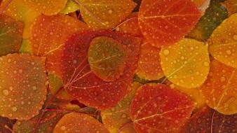 Autumn backgrounds fallen leaves nature wallpaper