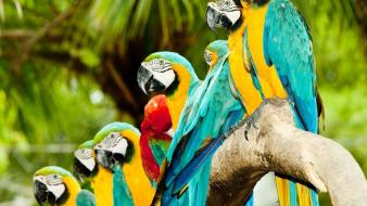 Macaw birds green parrots wallpaper