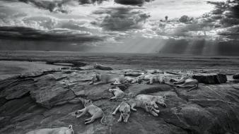 National geographic serengeti lions monochrome nature wallpaper