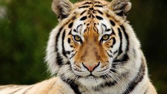 Eyes animals tigers animal ears predators whiskers wallpaper
