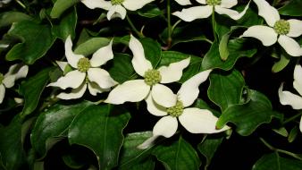 Flowers leaves hybrid white dogwood wallpaper