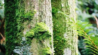 Landscapes trees moss ferns wallpaper