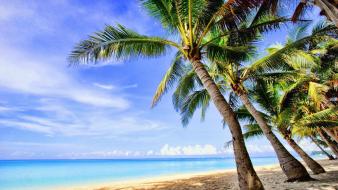 Landscapes tropical palm trees wallpaper