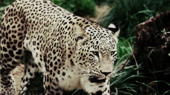 Nature animals leopards indian wallpaper