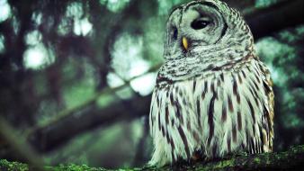 Owls birds wallpaper