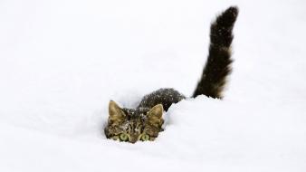 Winter snow cats animals funny wallpaper